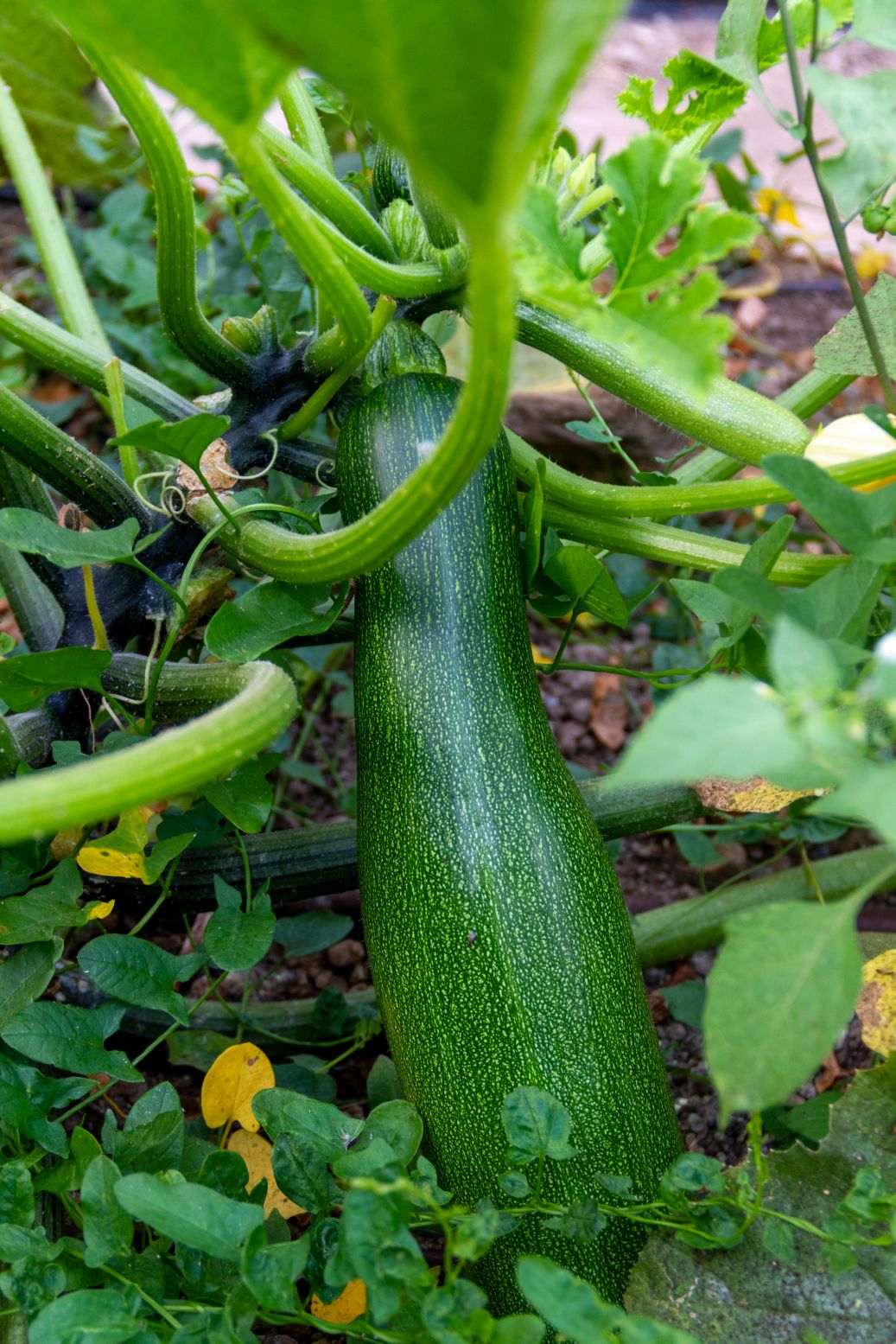 Zucchini